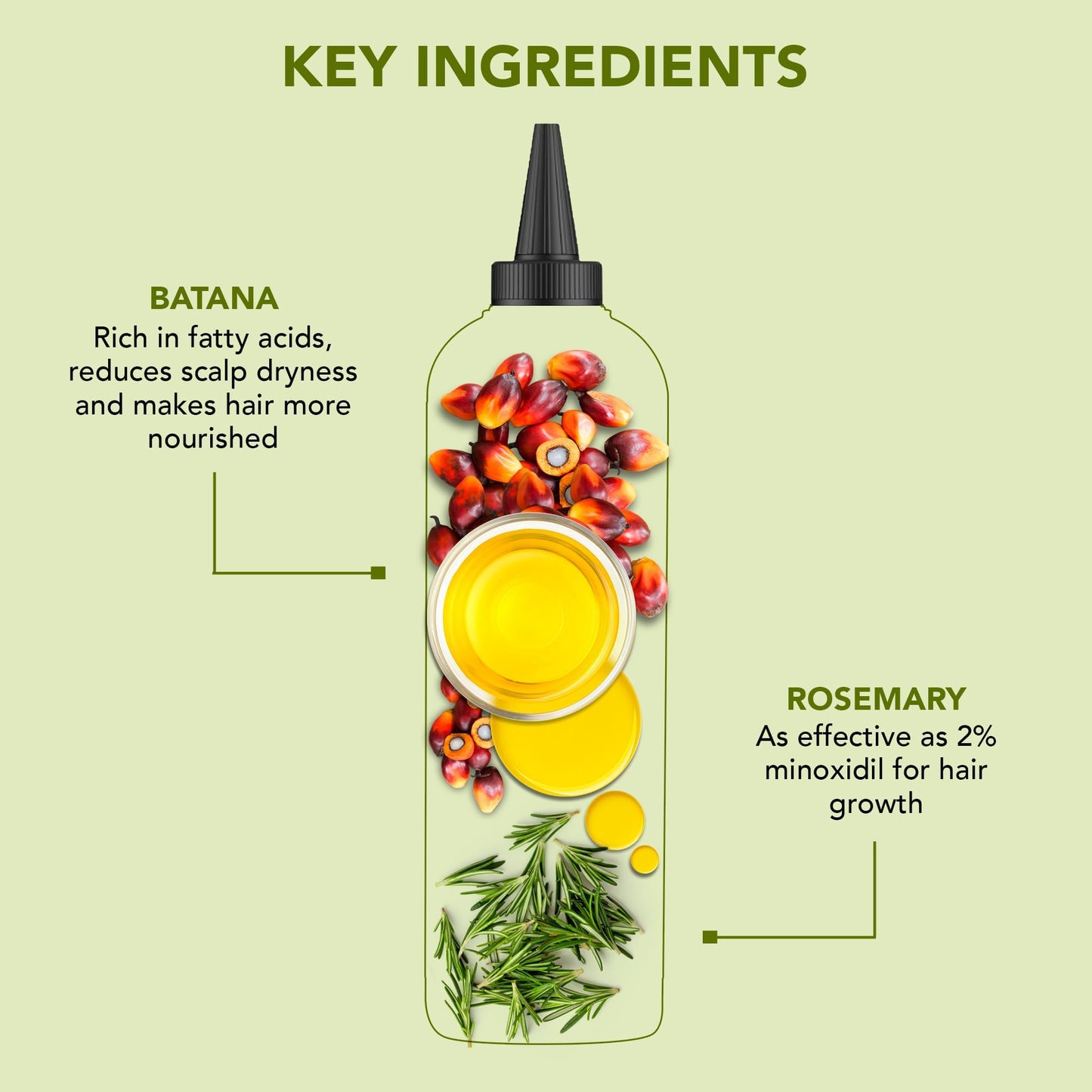 Botanic Hearth Rosemary & Batana Hair Oil (6.7 fl oz) | Revitalizing and Strengthening Hair Treatment for Fuller, Healthier-Looking Hair | Paraben Free | Suitable for All Hair Types